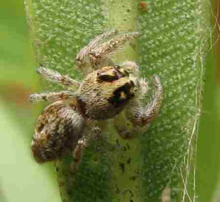 Macaroeris nidicolens