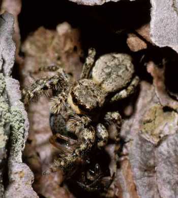 Marpissa muscosa 