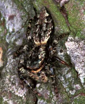 Marpissa muscosa 