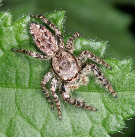 Marpissa muscosa
