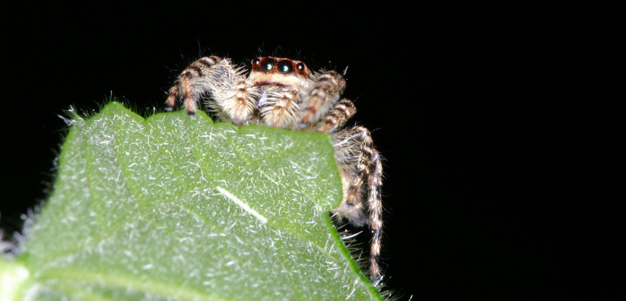 Marpissa muscosa