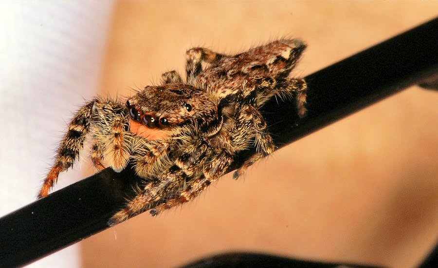 Marpissa muscosa