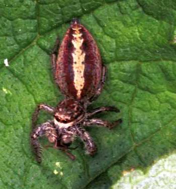 Marpissa pomatia