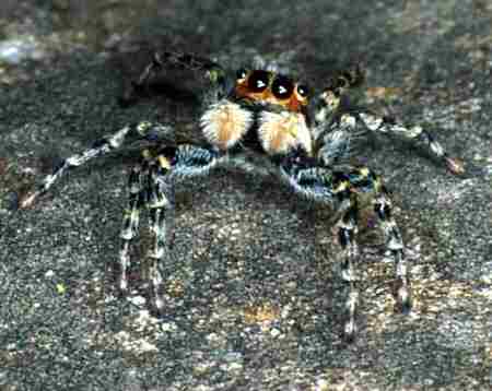 Menemerus semilimbatus