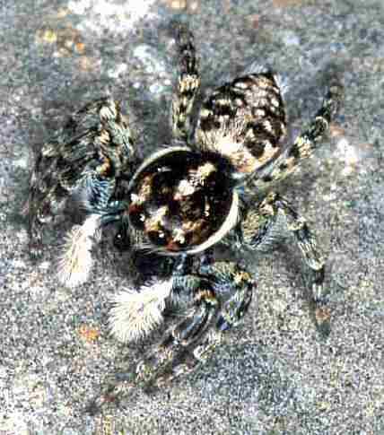 Menemerus semilimbatus