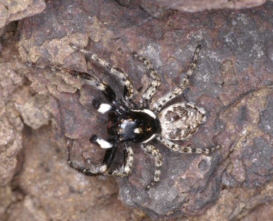 Menemerus semilimbatus