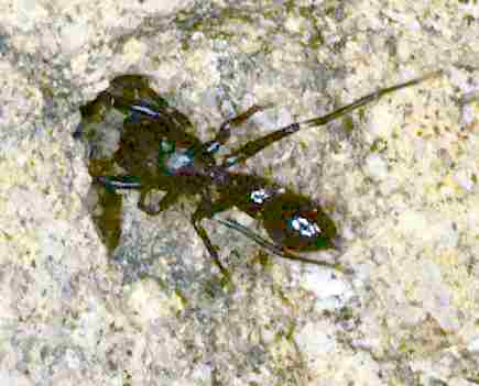 Myrmarachne formicaria