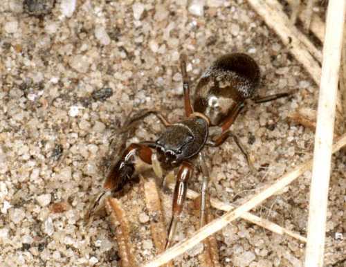 Ligonipes semitectus