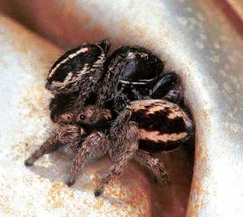 Pellenes arcigerus
