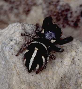 Pellenes nigrociliatus