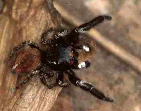 Pellenes seriatus