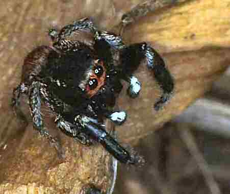 Pellenes seriatus