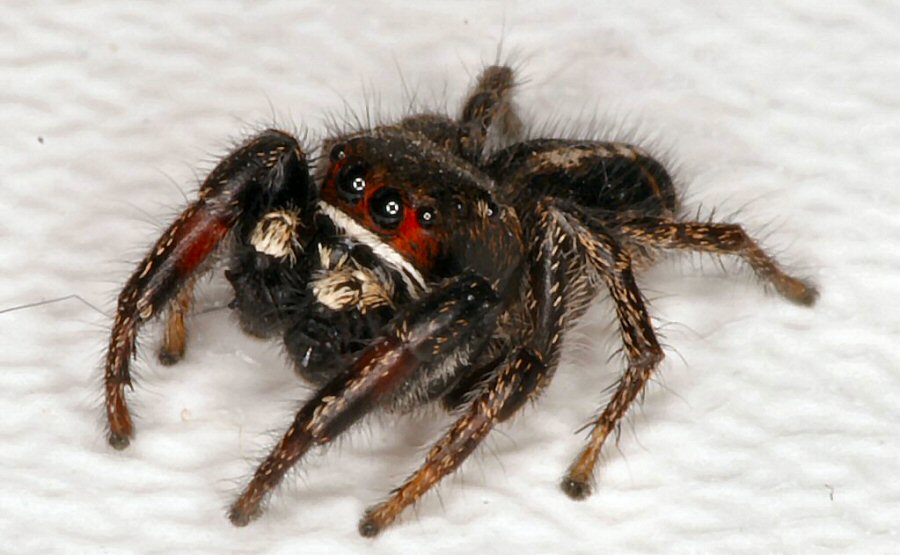 Pellenes tripunctatus