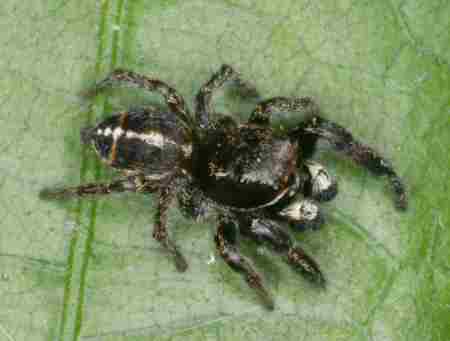 Pellenes tripunctatus