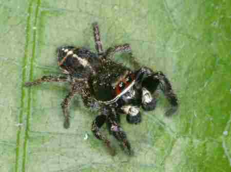 Pellenes tripunctatus