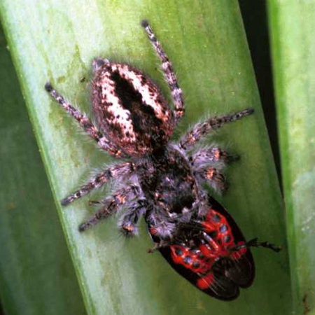 Philaeus chrysops female