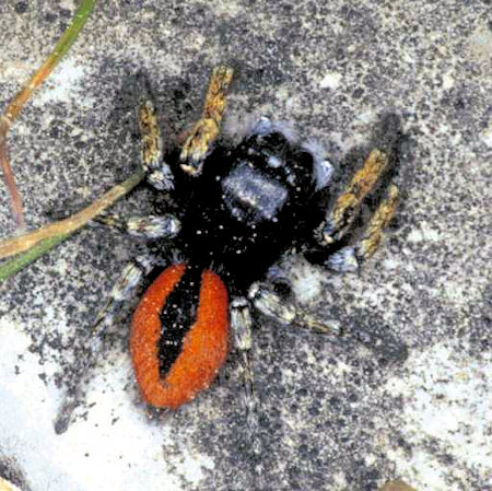 Philaeus chrysops male