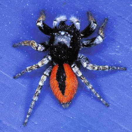 Philaeus chrysops male