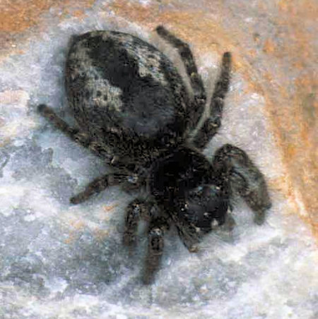 Philaeus chrysops female