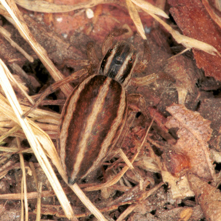 Phlegra fasciata female