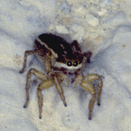Phlegra fasciata female
