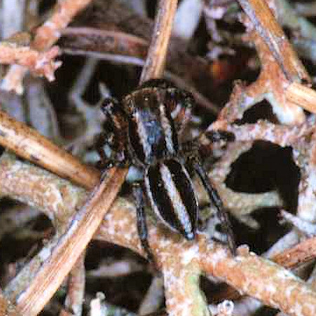 Phlegra fasciata male