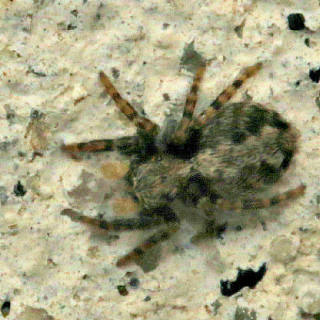 Pseudeuophrys lanigera