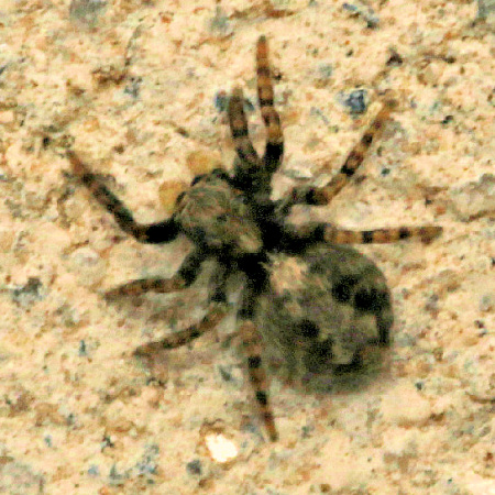 Pseudeuophrys lanigera