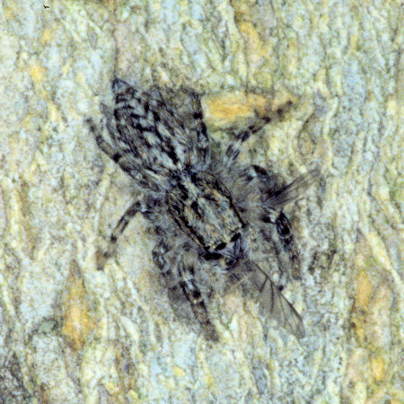 Pseudicius encarpatus