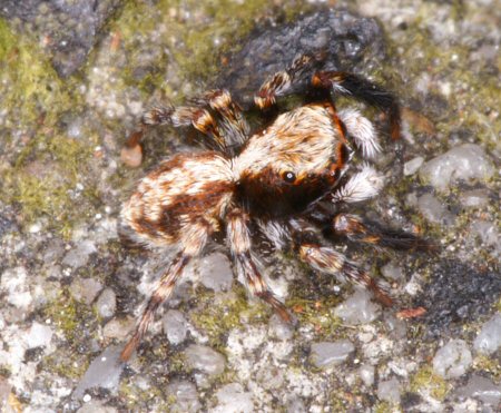 Pseudophrys lanigera