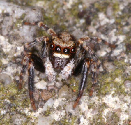Pseudophrys lanigera