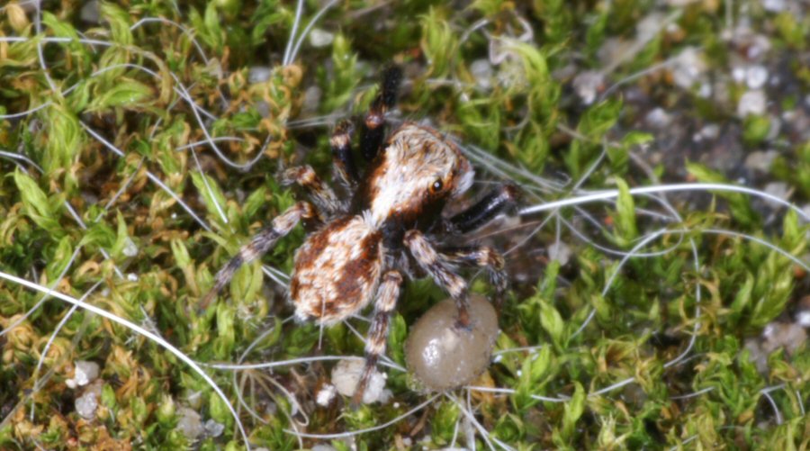 Pseudophrys lanigera