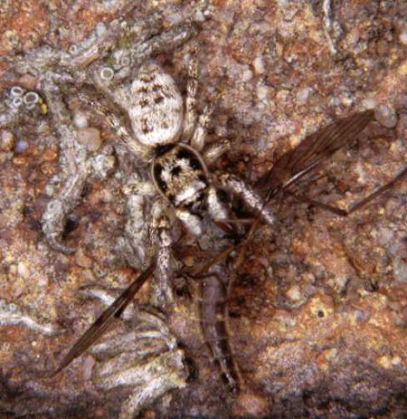 Salticus cingulatus
