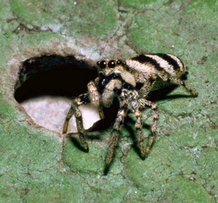 Salticus scenicus