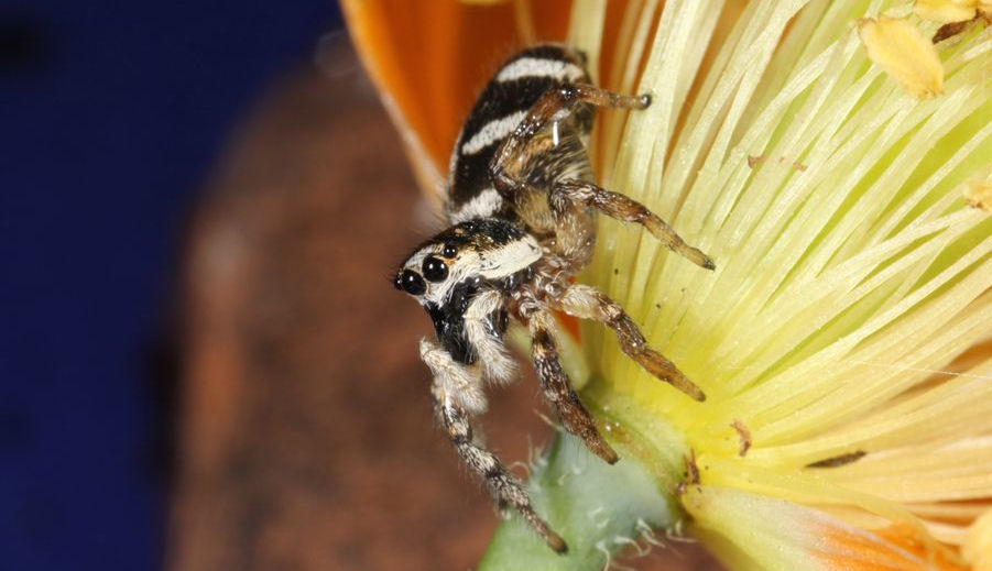 Salticus scenicus