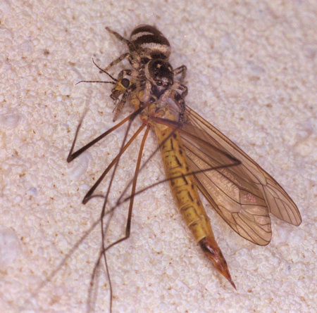 Salticus scenicus
