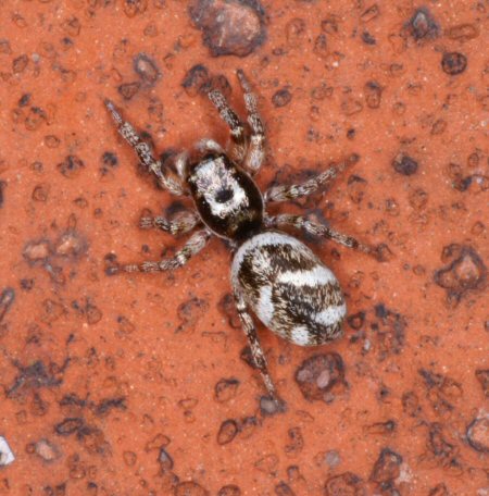 Salticus scenicus