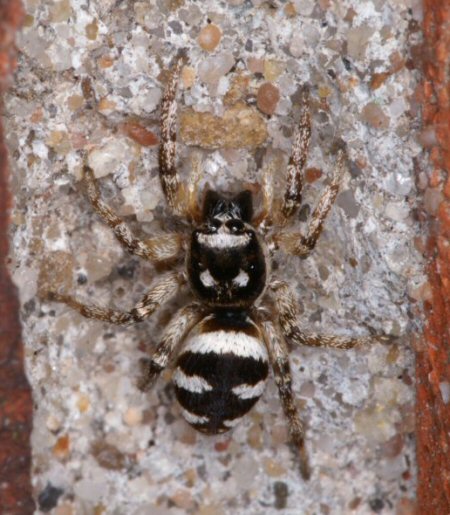 Salticus scenicus