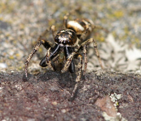 Salticus scenicus