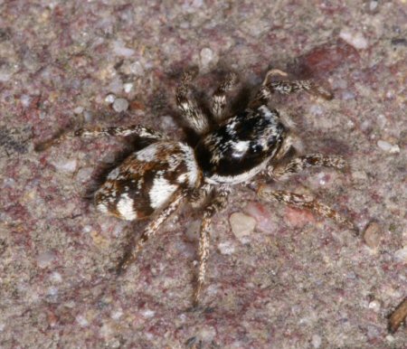 Salticus zebraneus