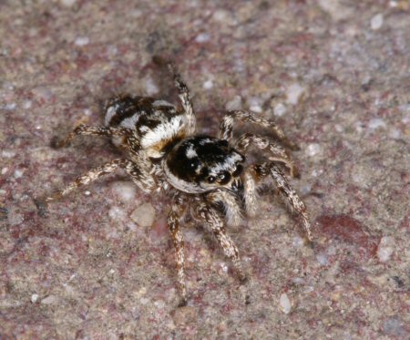 Salticus zebraneus