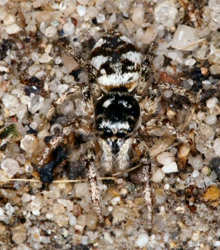 Salticus zebraneus