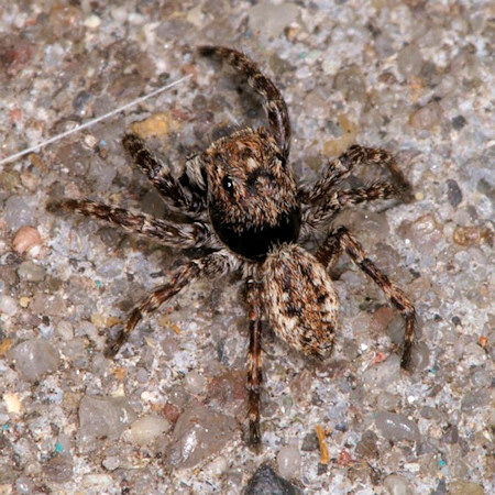 Sitticus pubescens