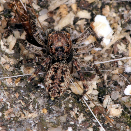 Sitticus pubescens female
