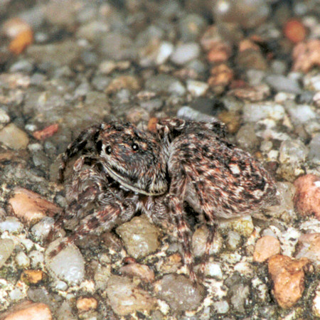 Sitticus pubescens