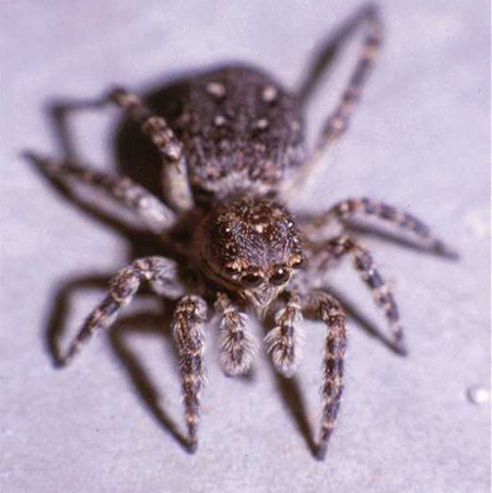 Sitticus pubescens 