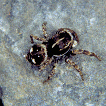 Sitticus rupicola male