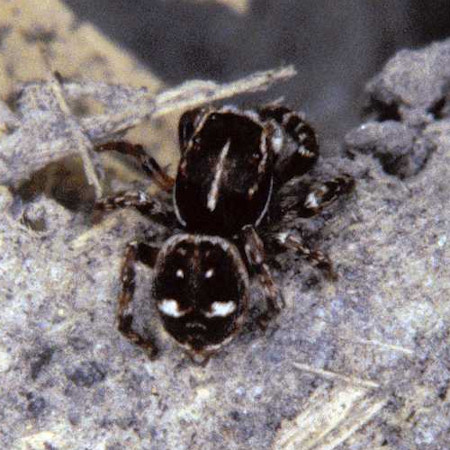 Sitticus rupicola male