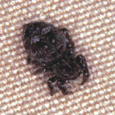 Sitticus rupicola