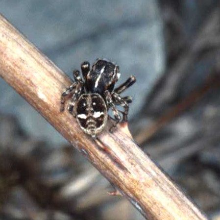 Sitticus rupicola male